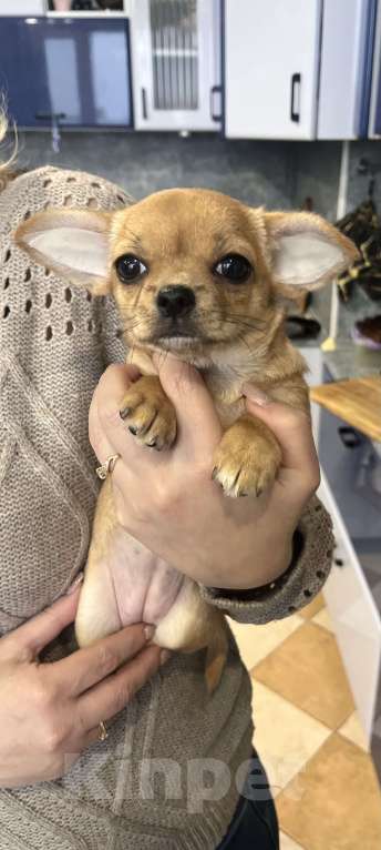 Собаки в Ярославле: Девочка  Девочка, 23 000 руб. - фото 3