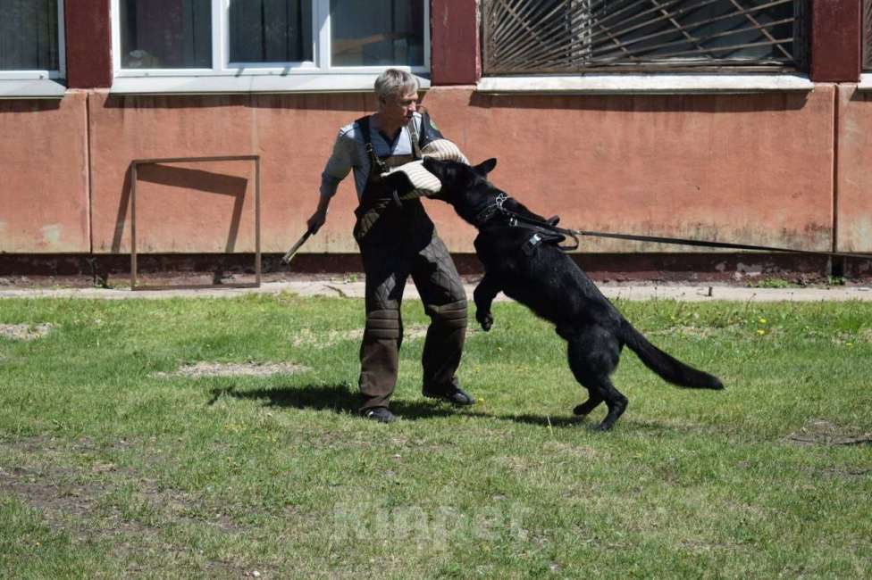 Собаки в Красноярске: Щенок ВЕО Нелли Голд Девочка, Бесплатно - фото 6