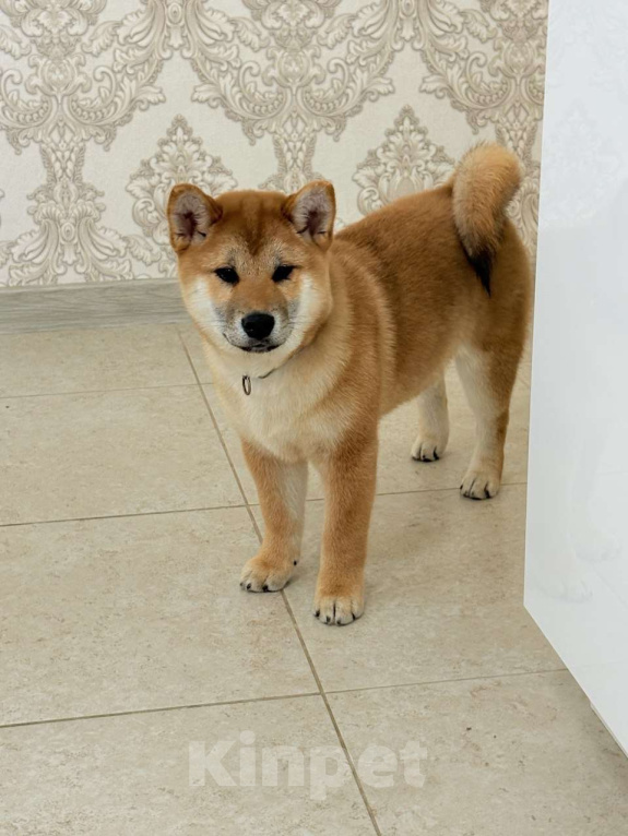 Собаки в Москве: Сиба мальчики Мальчик, 60 000 руб. - фото 1