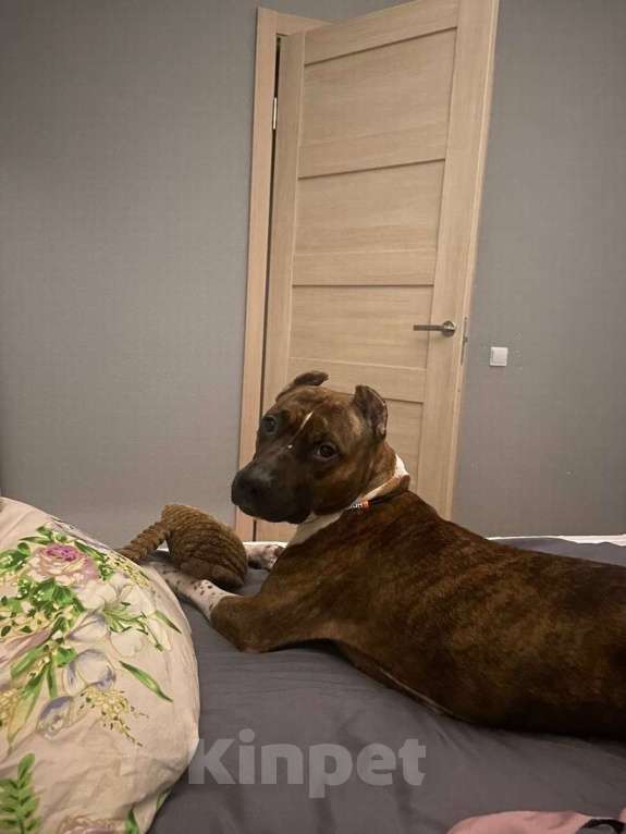 Собаки в Санкт-Петербурге: Питбуль Мунна ищет дом! Девочка, Бесплатно - фото 4