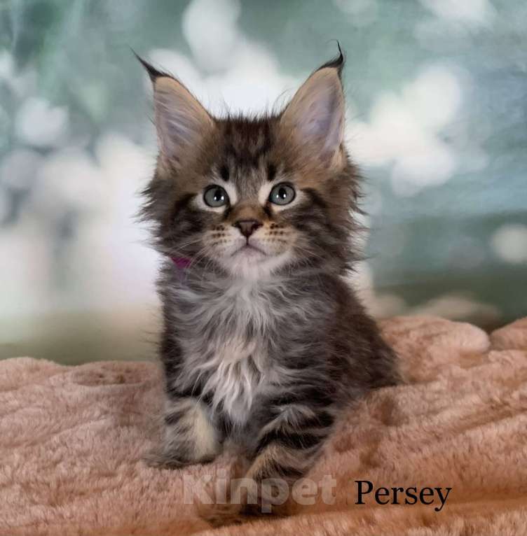 Кошки в других городах Ленинградской области: Котята мейн кун из питомника Nord-Westland Мальчик, 40 000 руб. - фото 4