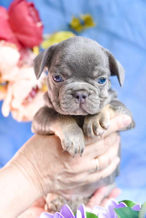 Собаки в Симферополе: мальчик лиловый щенки французского бульдога Мальчик, 80 000 руб. - фото 4