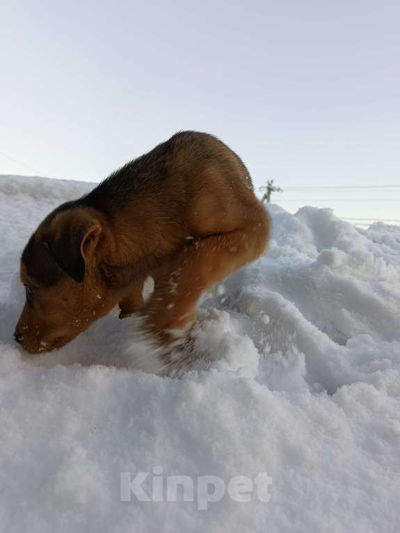 Собаки в других городах Ленинградской области: Трехцветный язык Мальчик, Бесплатно - фото 7