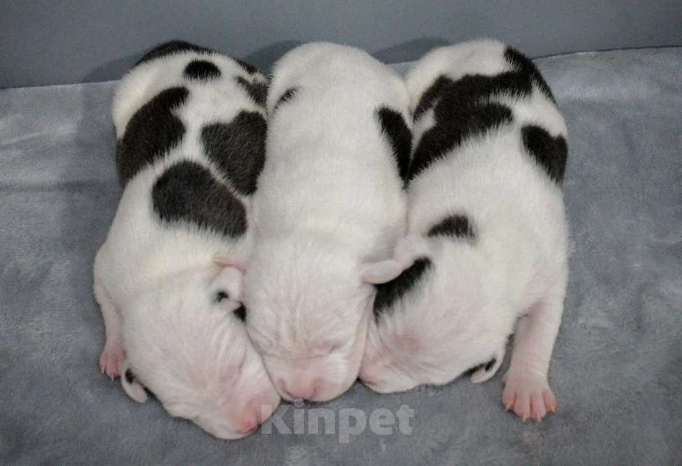 Собаки в Барнауле: Щенки АСТ Мальчик, Бесплатно - фото 6