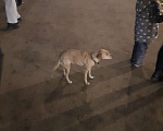 Собаки в Красноярске: В добрые руки Девочка, 1 руб. - фото 1