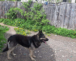 Собаки в Твери: Вязка кобеля, 2 500 руб. - фото 4