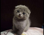 Кошки в Новокузнецке: Продам котят, 5 000 руб. - фото 1