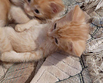 Кошки в Игарке: Котята, Бесплатно - фото 2