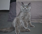 Кошки в Ливны: Британские котята, 10 000 руб. - фото 1