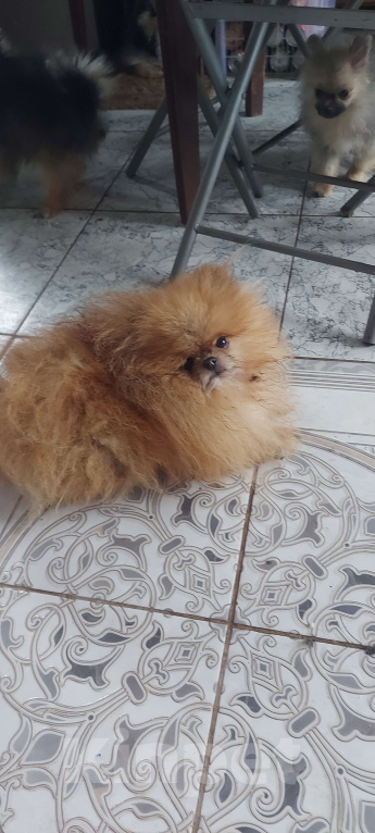 Собаки в Туле: Турбо Мальчик, Бесплатно - фото 2