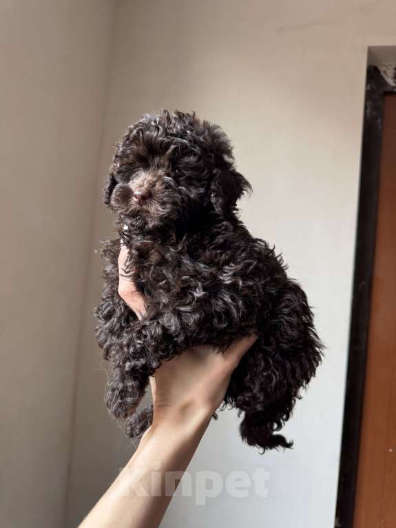 Собаки в Краснодаре: Той-пудель Девочка, 120 000 руб. - фото 2