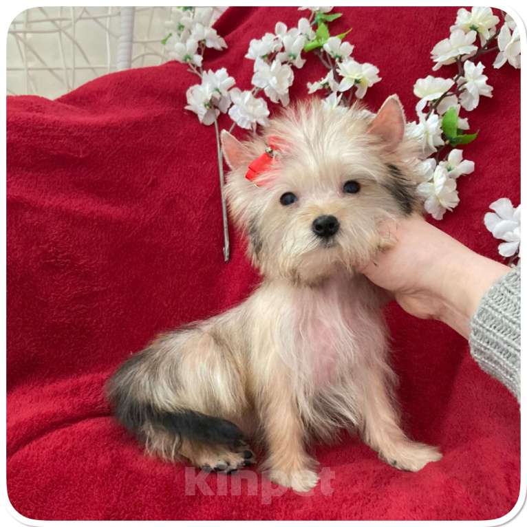 Собаки в Москве: Голддаст йорк микро девочка золотая Девочка, 65 000 руб. - фото 7