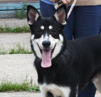 Кекс в поисках своей родной семьи 