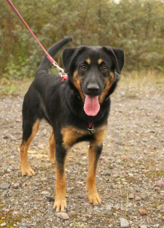 Собаки в Санкт-Петербурге: Маленький энерджайзер - очень веселый, игривый щенок Мальчик, Бесплатно - фото 3