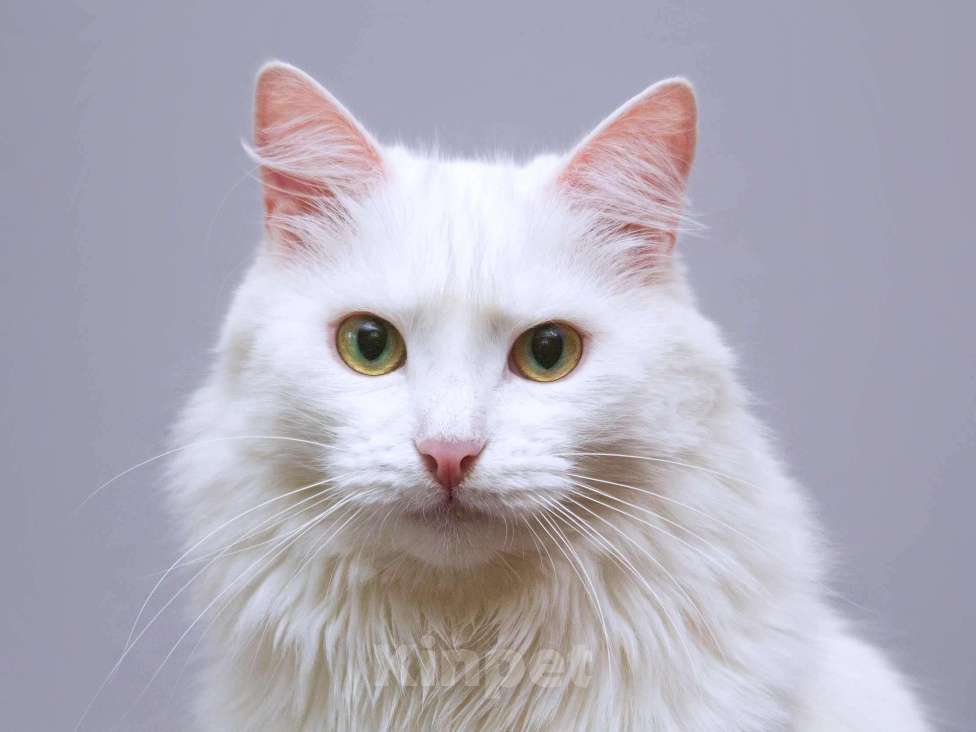 Кошки в Москве: Нежный ласковый котик Никита в добрые руки Мальчик, Бесплатно - фото 5