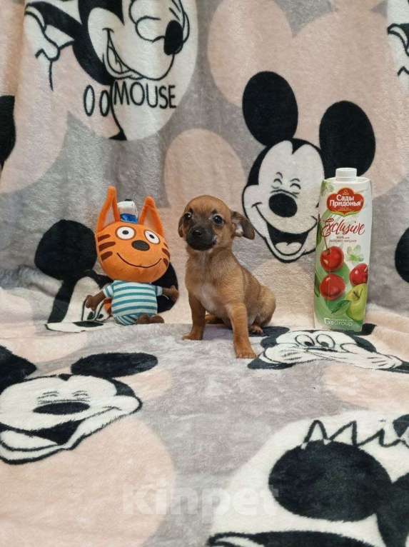 Собаки в Челябинске: Щенки той терьера Мальчик, 15 000 руб. - фото 4