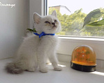Кошки в Москве: Шотландский прямоухий короткошёрстный котёнок Мальчик, 15 000 руб. - фото 3