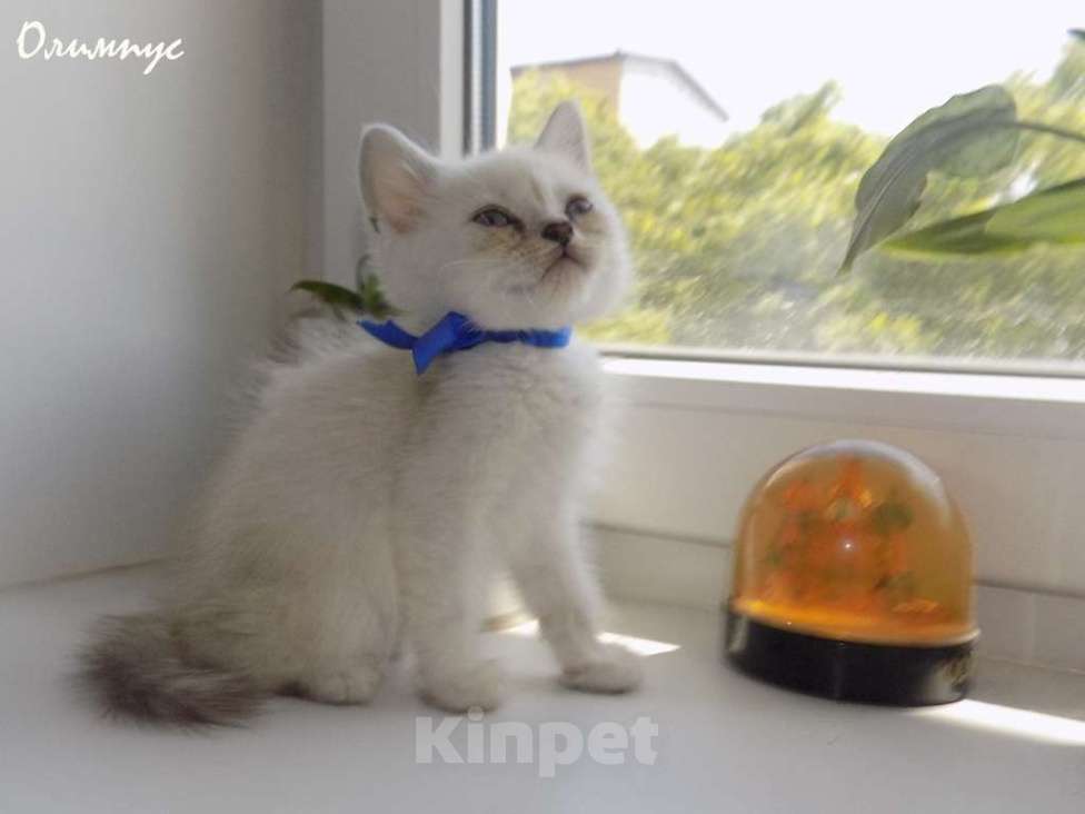 Кошки в Москве: Шотландский прямоухий короткошёрстный котёнок Мальчик, 15 000 руб. - фото 3