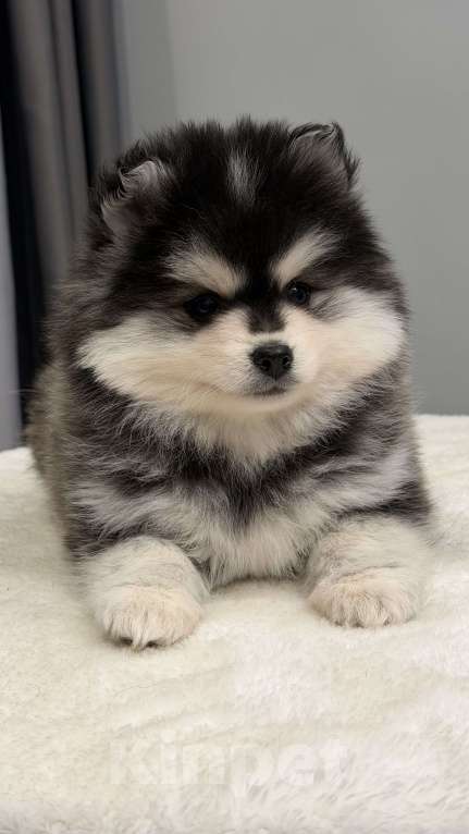 Собаки в Санкт-Петербурге: Мальчик помски Мальчик, 80 000 руб. - фото 7