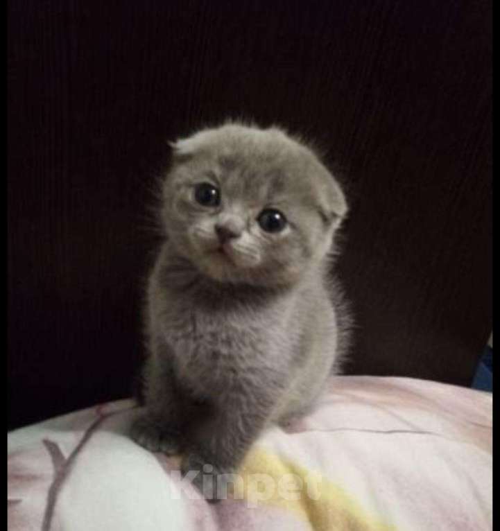 Кошки в Новокузнецке: Продам котят, 5 000 руб. - фото 1
