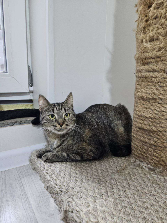 Кошки в Санкт-Петербурге: Ириска Девочка, Бесплатно - фото 1