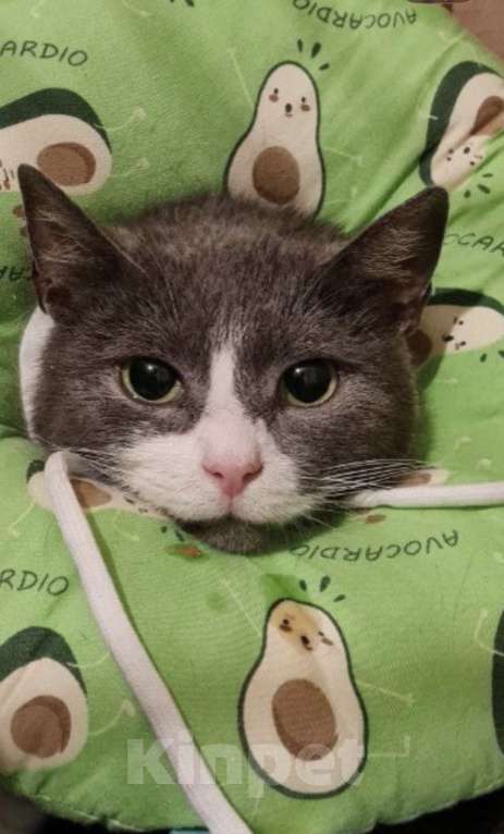 Кошки в Санкт-Петербурге: Дымка Северная Полярная Звездочка Девочка, Бесплатно - фото 1