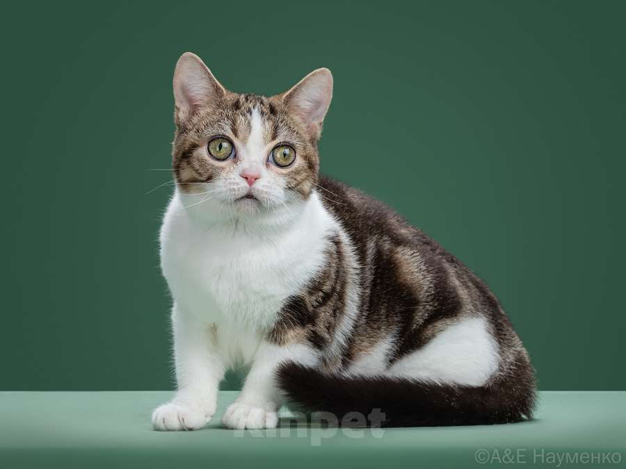 Кошки в Ликино-Дулево: Американская короткошерстная Девочка, Бесплатно - фото 6