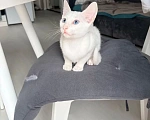 Кошки в Санкт-Петербурге: Ориентальный котенок Девочка, Бесплатно - фото 2
