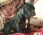 Собаки в Артеме: Французский бульдог Девочка, 35 000 руб. - фото 1