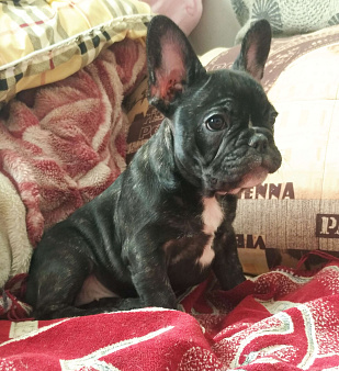 Французский бульдог