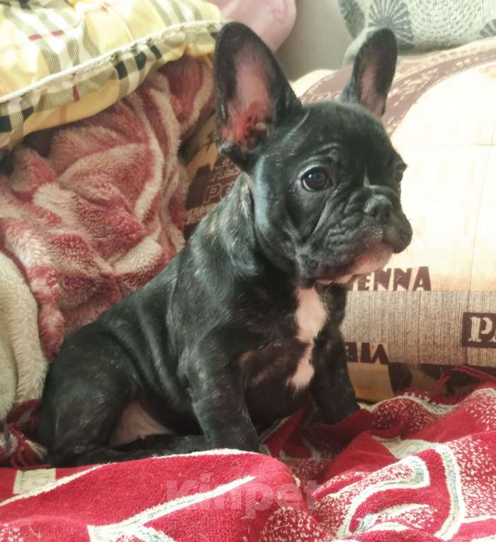 Собаки в Артеме: Французский бульдог Девочка, 35 000 руб. - фото 1