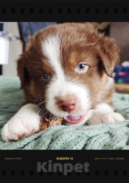 Собаки в Новокузнецке: Флеш кобель красный триколор Мальчик, 70 000 руб. - фото 1