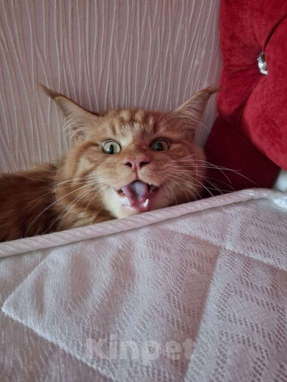 Кошки в Воронеже: Продаю мейн-куна  Мальчик, 12 000 руб. - фото 4