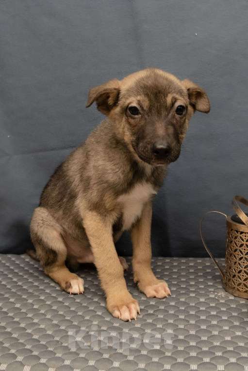 Собаки в Москве: Тоша ищет семью Мальчик, Бесплатно - фото 4