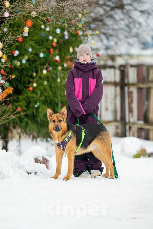 Собаки в Москве: Джой в поисках дома Мальчик, Бесплатно - фото 6
