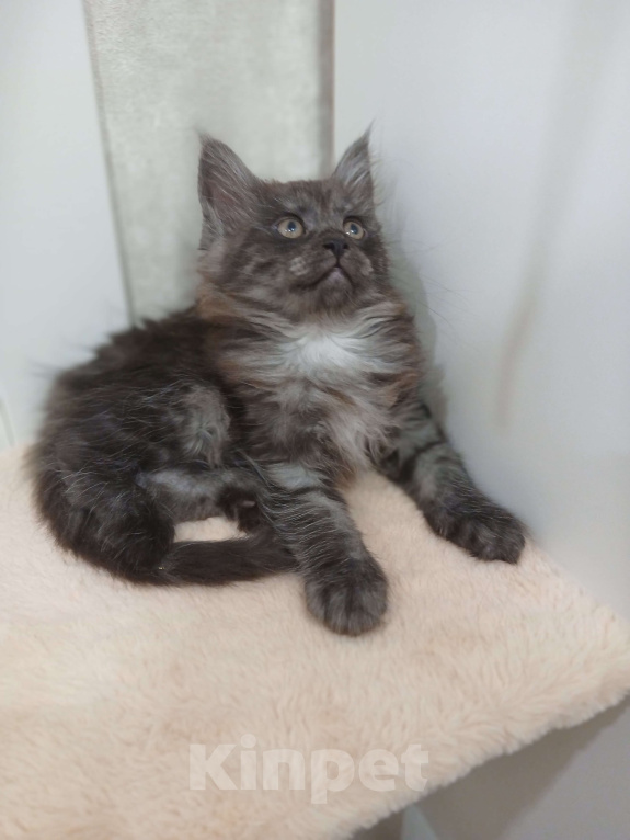 Кошки в Москве: Мейн кун котенок Девочка, Бесплатно - фото 1