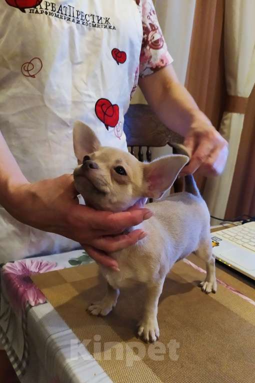 Собаки в Москве: Лиловая красивая девочка чихуахуа  Девочка, 70 000 руб. - фото 3