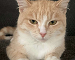 Кошки в Балашихе: Найден кот Мальчик, 1 руб. - фото 1