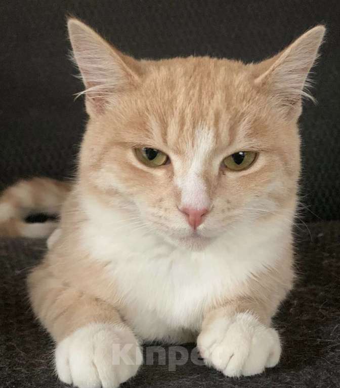 Кошки в Балашихе: Найден кот Мальчик, 1 руб. - фото 1