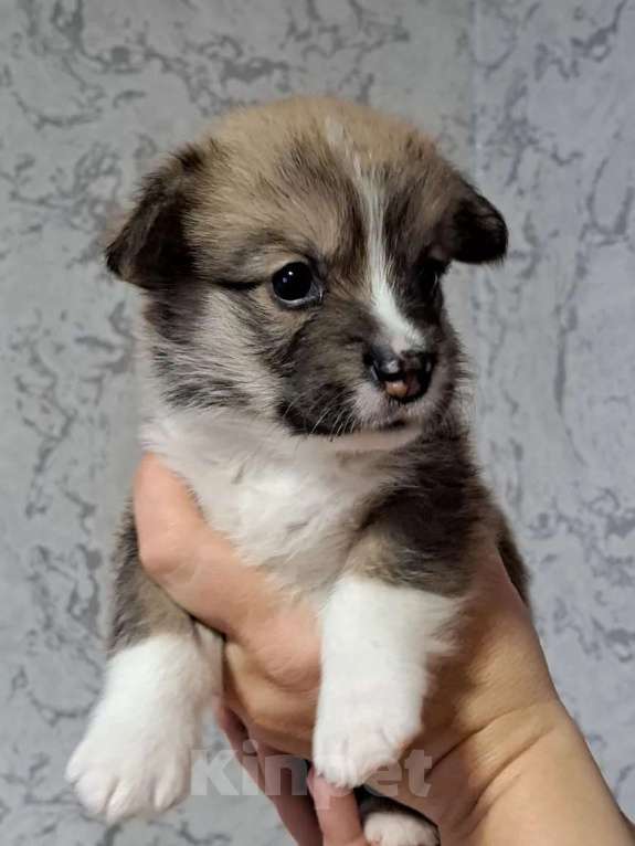 Собаки в Волгодонске: Щенки Вельш Корги Пемброк Разнополые, Бесплатно - фото 2