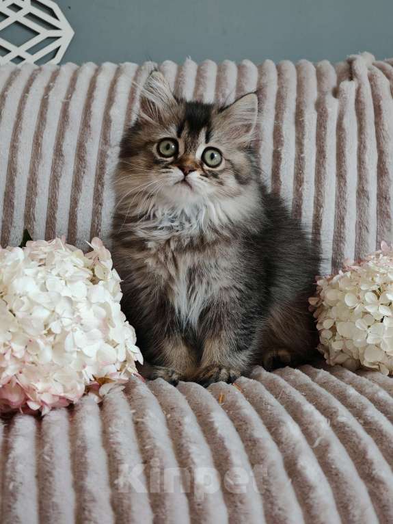 Кошки в Москве: Длинношертсная шотландская кошечка Девочка, 65 000 руб. - фото 6