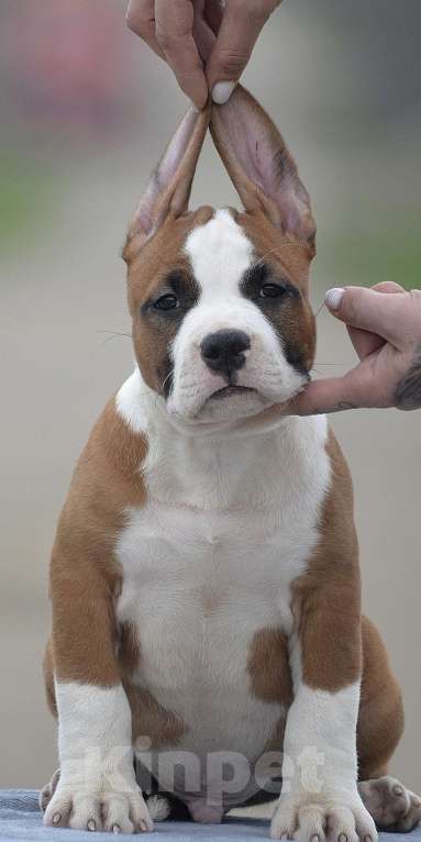 Собаки в Краснодаре: Щенок амстаффа РКФ Мальчик, 60 000 руб. - фото 10