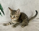 Кошки в Санкт-Петербурге: Ищем дом спасенных  с улицы котят! 🐾 Мальчик, Бесплатно - фото 5