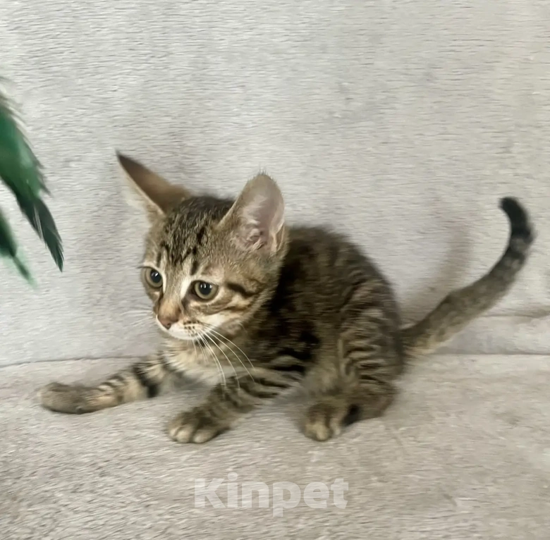 Кошки в Санкт-Петербурге: Ищем дом спасенных  с улицы котят! 🐾 Мальчик, Бесплатно - фото 5