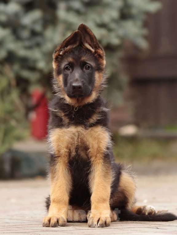 Собаки в Раменском: Великолепная принцеса  Девочка, 55 000 руб. - фото 2