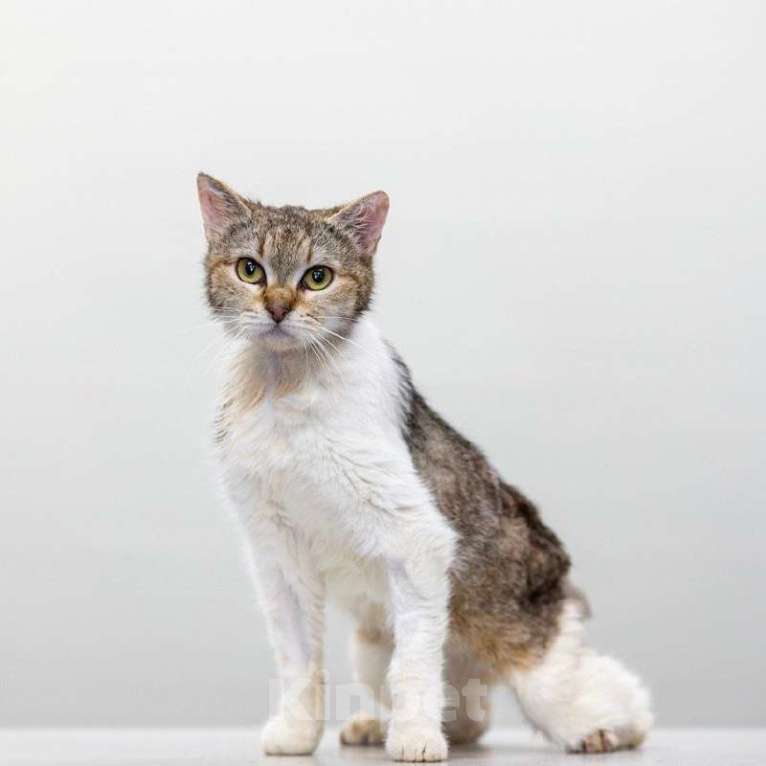 Кошки в Москве: особенная Фрейя в поисках дома Девочка, Бесплатно - фото 3