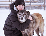 Собаки в Москве: Красивая и мудрая собака ищет дом Девочка, Бесплатно - фото 5