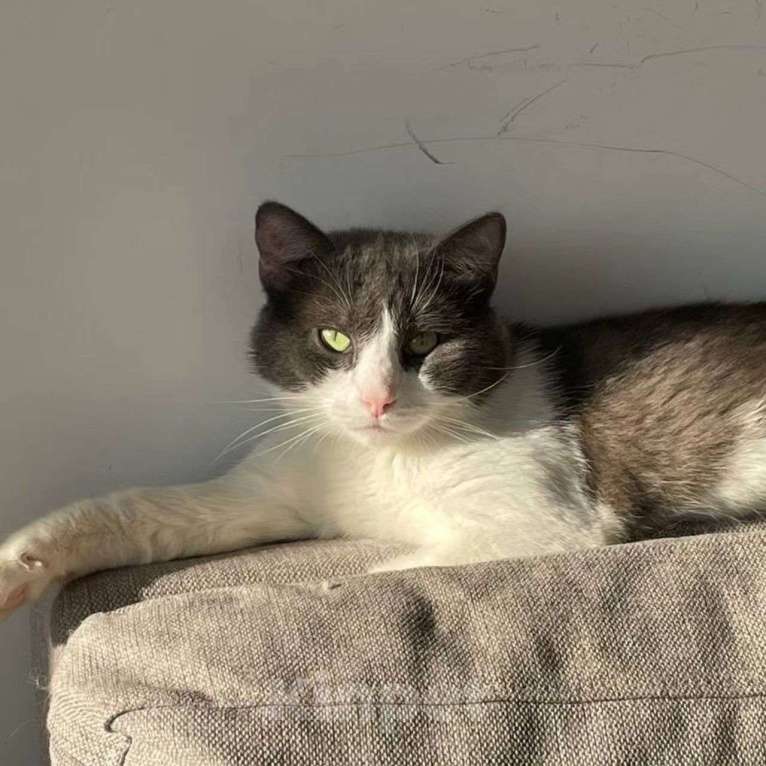 Кошки в Москве: Сахарка хотели усыпить Мальчик, Бесплатно - фото 3