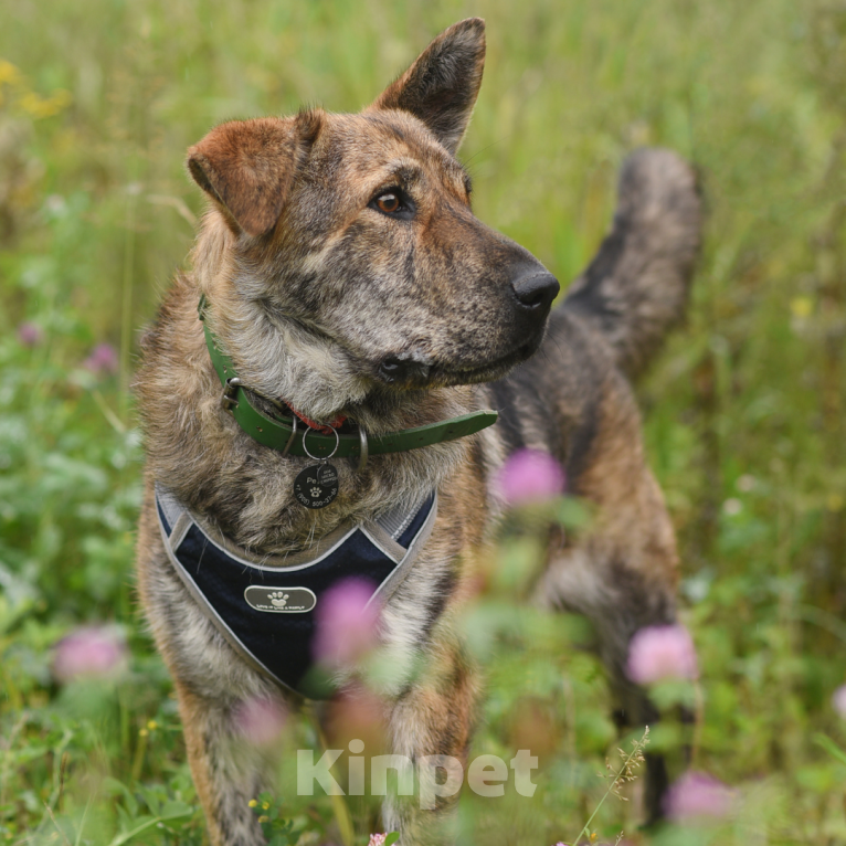 Собаки в Москве: Тигра Девочка, Бесплатно - фото 2