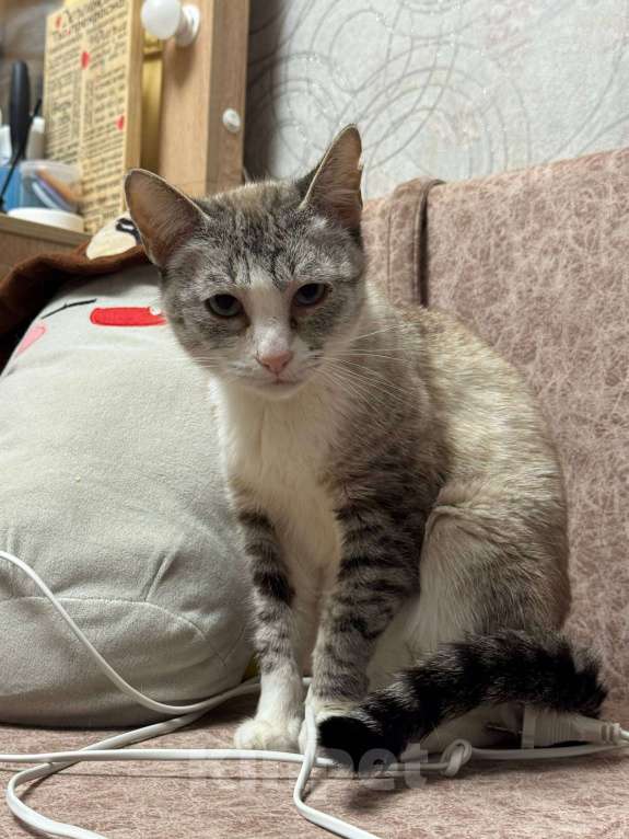 Кошки в Калуге: Кошка Девочка, Бесплатно - фото 3